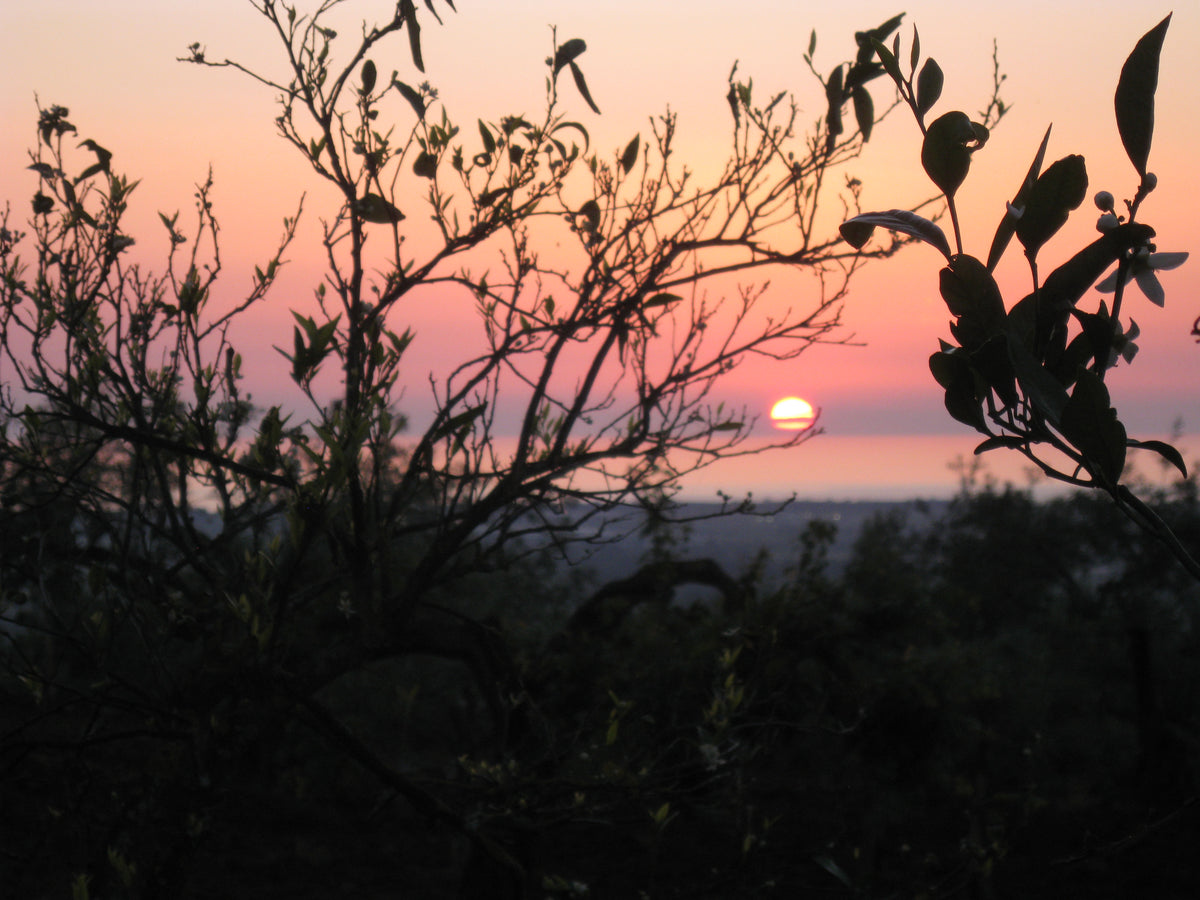 An olive branch against the sunset over the Gulf of Napitia