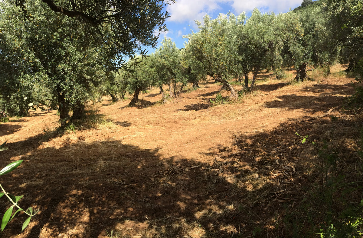 Olive grove on the hillside