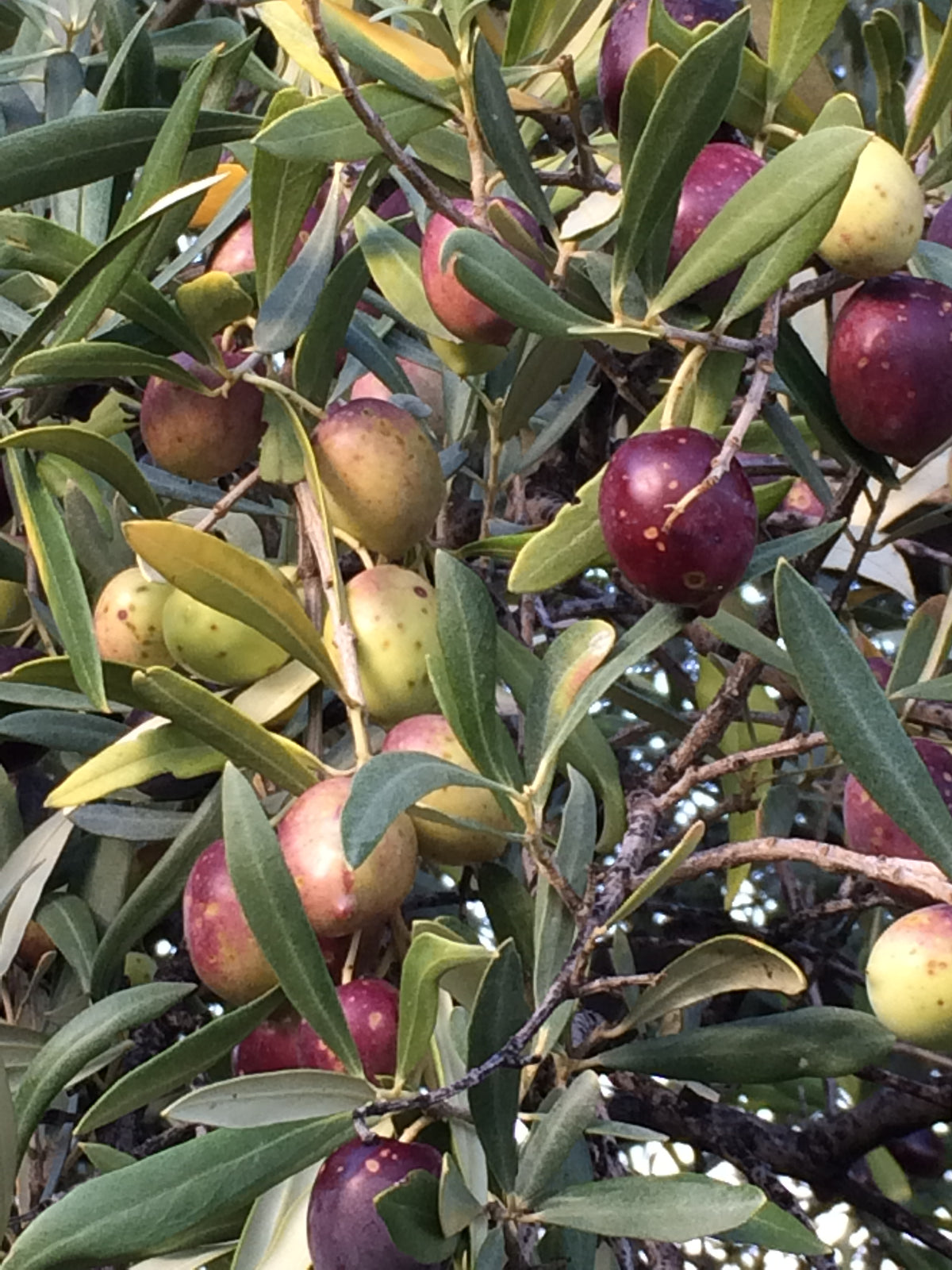 Carolea olives changing colour on the branch, hills of Curinga
