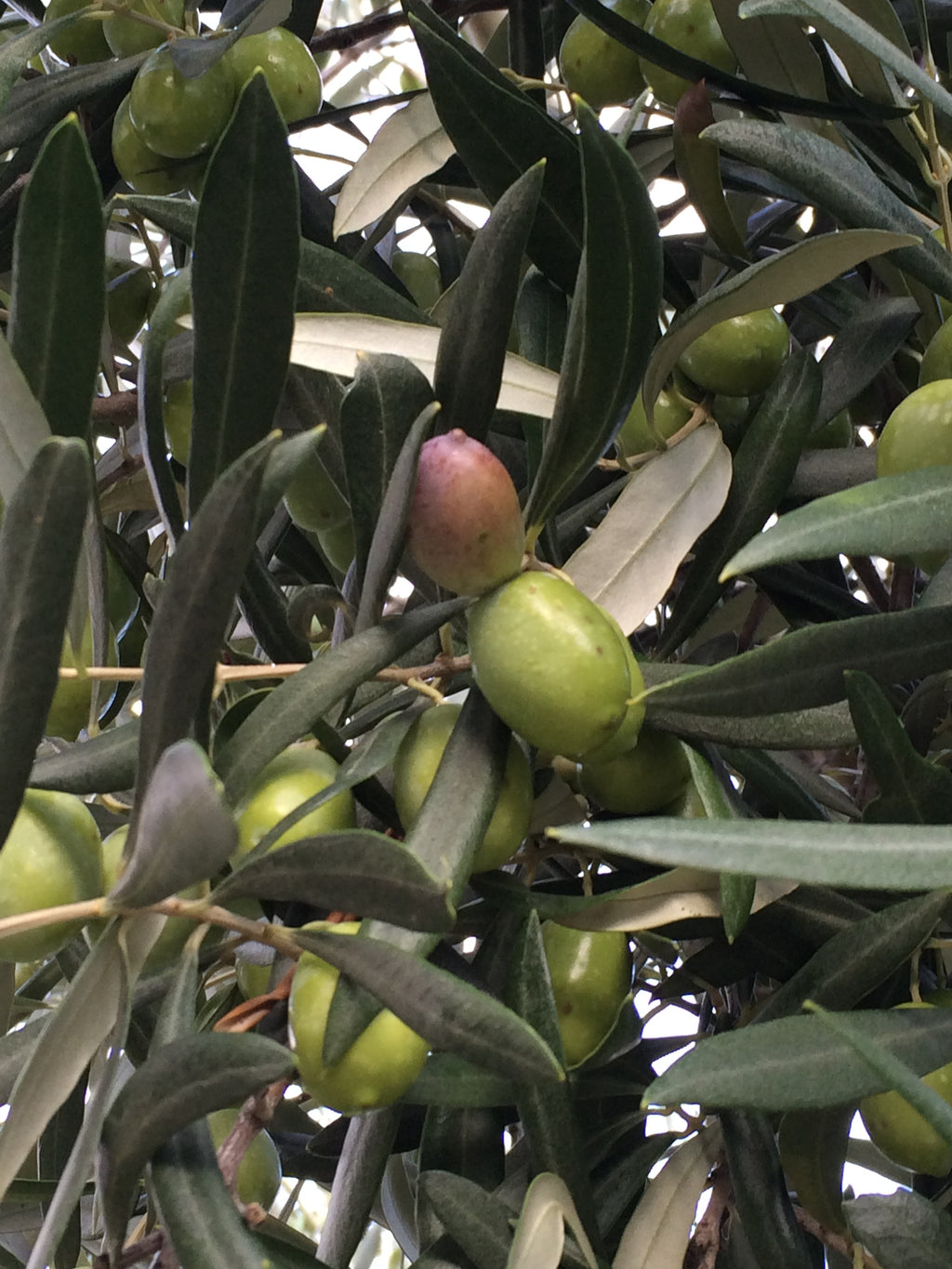 Green Carolea olives among the leaves